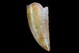 Serrated, Raptor Tooth - Morocco #74423-1